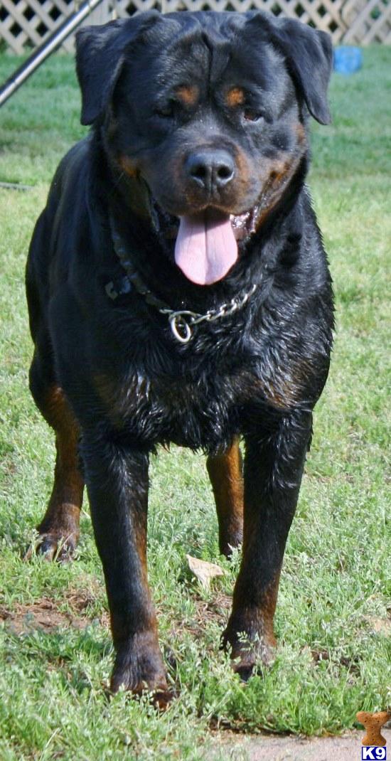 Rottweiler stud dog