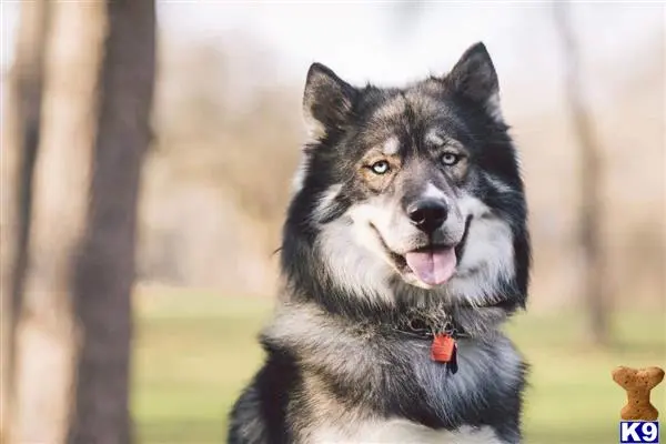 Siberian Husky stud dog