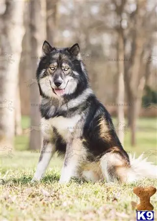 Siberian Husky stud dog