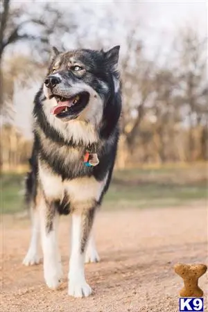 Siberian Husky stud dog