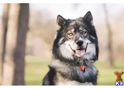 a siberian husky dog with its tongue out