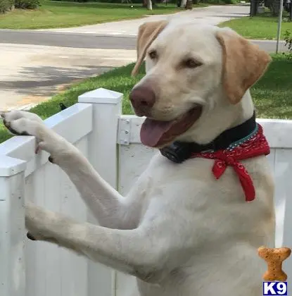 Labrador Retriever stud dog