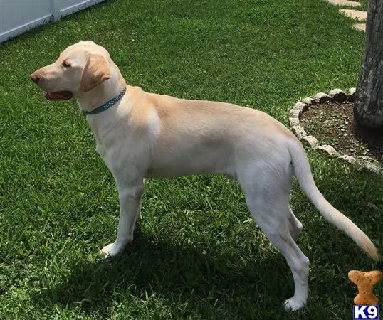 Labrador Retriever stud dog