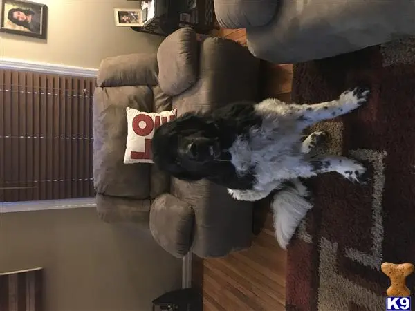 Newfoundland stud dog