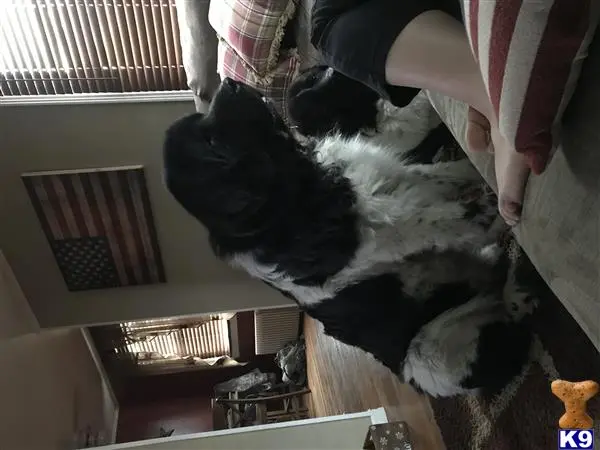 Newfoundland stud dog