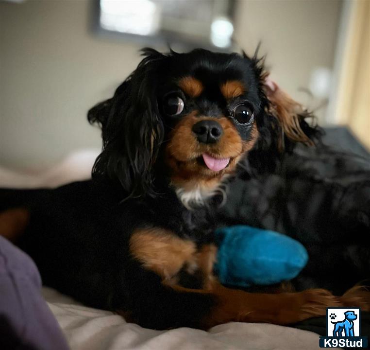 a cavalier king charles spaniel dog sitting on a bed