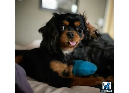 a cavalier king charles spaniel dog sitting on a bed