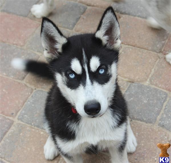 champion bloodline husky download free champion bloodline husky download free