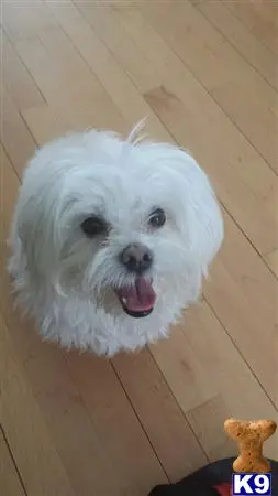 Maltese