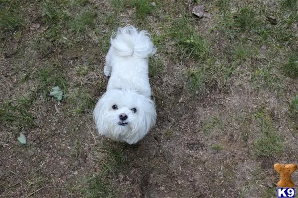 Maltese stud dog