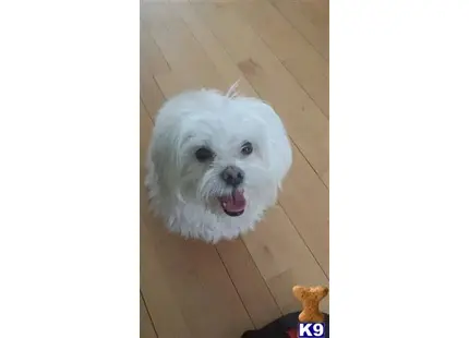 Maltese