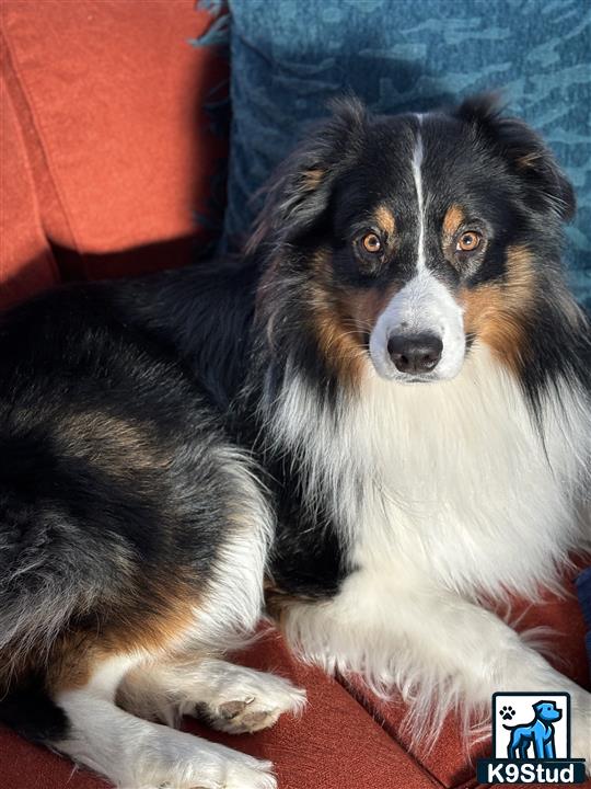 a australian shepherd dog lying on a couch