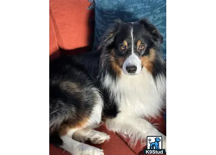 a australian shepherd dog lying on a couch