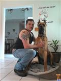 Great Dane stud dog: Great Dane sitting on a bed with a man beside it