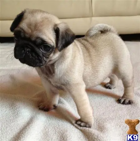 Pug puppy for sale