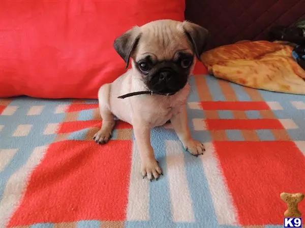 Pug puppy for sale