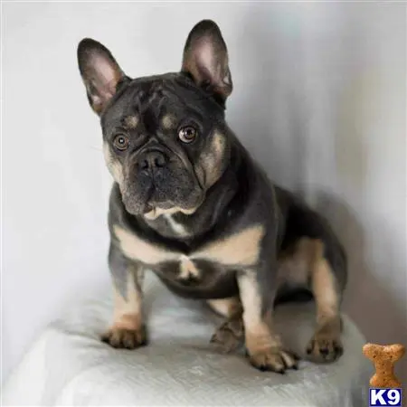 French Bulldog stud dog