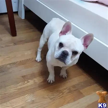 French Bulldog stud dog