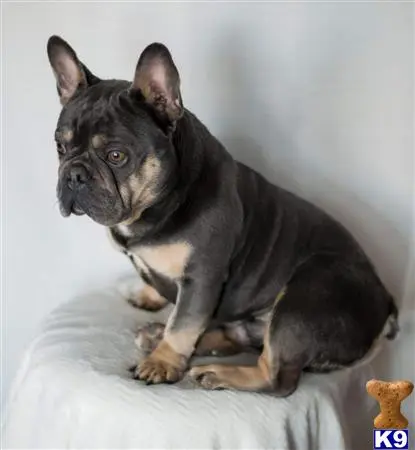 French Bulldog stud dog