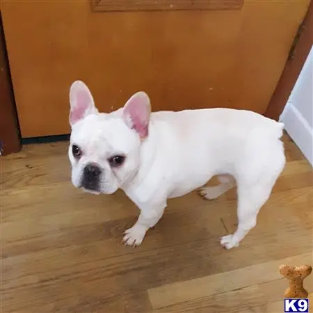 French Bulldog stud dog