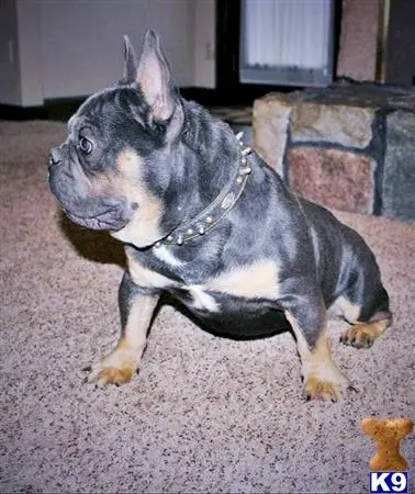 French Bulldog stud dog