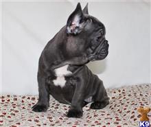 french bulldog puppy posted by gotalovefrenchies
