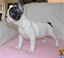 french bulldog puppy posted by gotalovefrenchies