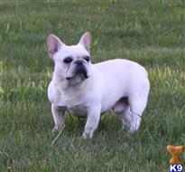 french bulldog puppy posted by gotalovefrenchies