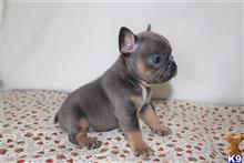french bulldog puppy posted by gotalovefrenchies