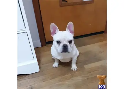 French Bulldog