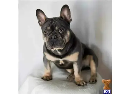 French Bulldog