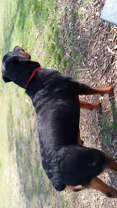 Rottweiler stud dog video