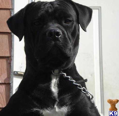 Cane Corso puppy for sale