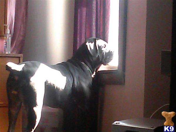 Cane Corso puppy for sale