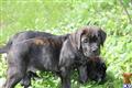 cane corso puppy posted by gperkins