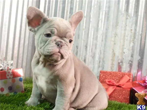 French Bulldog