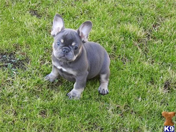 French Bulldog puppy for sale