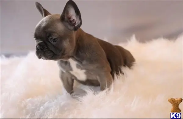 French Bulldog puppy for sale