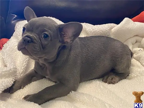 French Bulldog puppy for sale