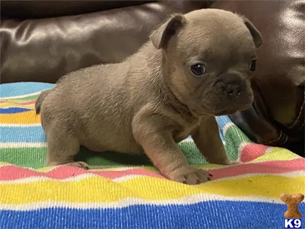 French Bulldog puppy for sale