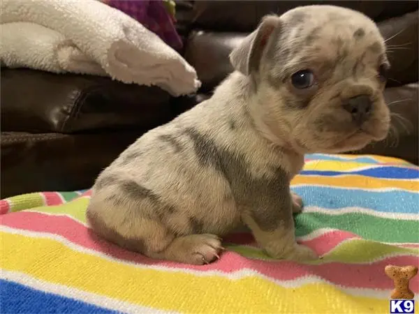 French Bulldog puppy for sale