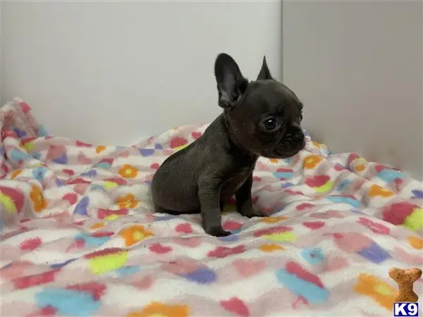 French Bulldog puppy for sale