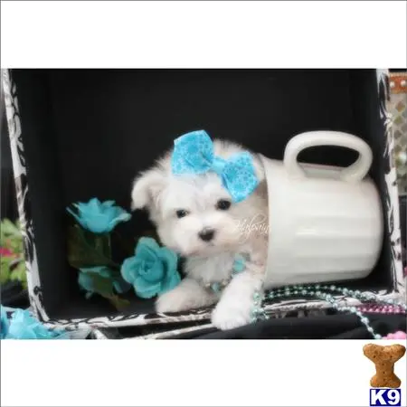 Maltese puppy for sale