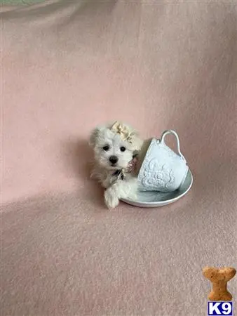 Maltese puppy for sale