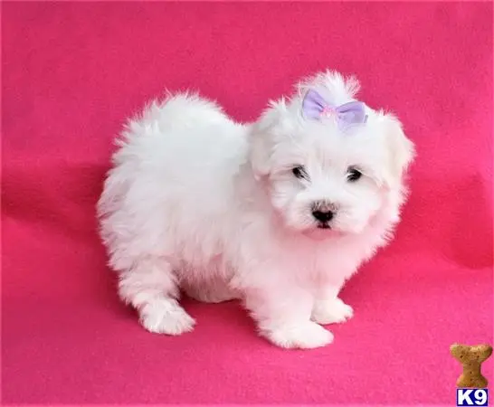 Maltese puppy for sale