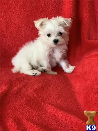 Maltese puppy for sale