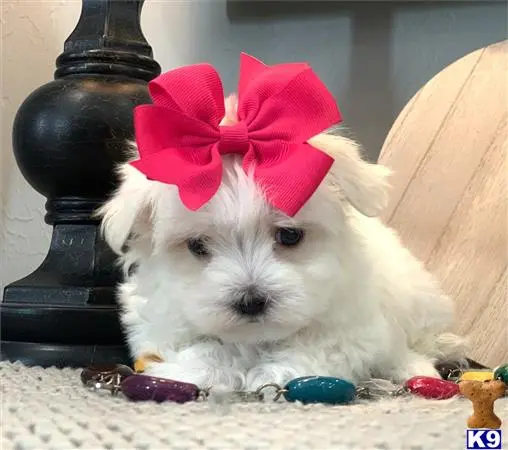 Maltese puppy for sale