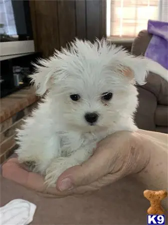 Maltese puppy for sale