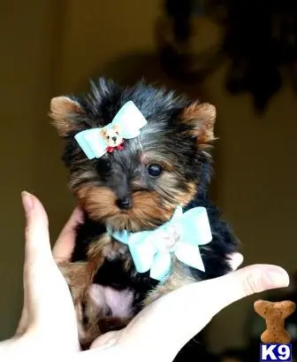 Yorkshire Terrier puppy for sale