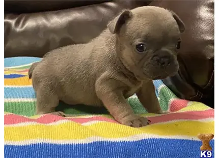 Frenchies for sale available French Bulldog puppy located in CORAL SPRINGS